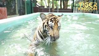 Tiger Playing in the Pool!