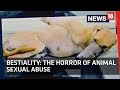 Bestiality | The Horror of Animal Sexual Abuse