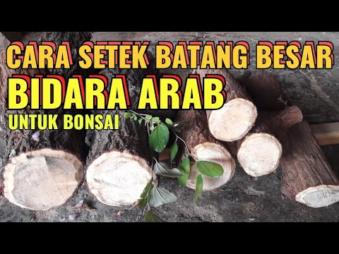 CARA SETEK BATANG BESAR BAHAN BONSAI BIDARA ARAB