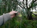 DOUG SMALL ON THE PEPPER CORN TREE WEED IN LODDEN SHIRE VICTORIA WITH BEN BEETON Part 7