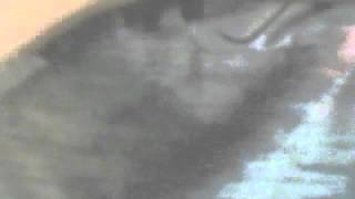 Watch Slut Universal video