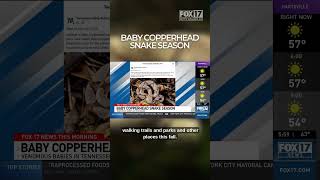 Baby Copperhead Season Begins, Hikers And Gardeners Urged To Remain Vigilant