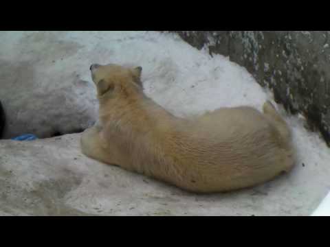 Polar Bear 20100201 のんびりツインズ（円山動物園）