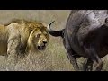 Download wildlife documentary lion vs buffalo real fight Discovery channel animals Animal planet wildlife documentary lion vs buffalo real fight Discovery channel animals Animal planet