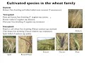 The "Ancient" Grains Einkorn, Emmer, and Spelt:  Part 2