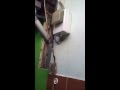 cách dụ thằng lằn hay nhất việt nam
