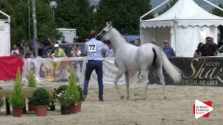 Città Di Castello 2016 - Cl A Se Fillies