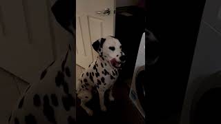 Happy Birthday To The Best Dalmatian A Special Cake For Ziggy