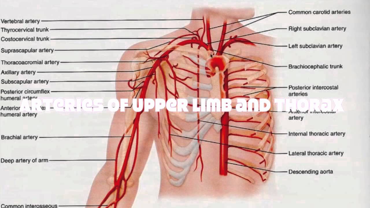 Veins and Arteries of the Upper Human Body Tutorial - YouTube
