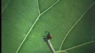 Bugs! // Trailer