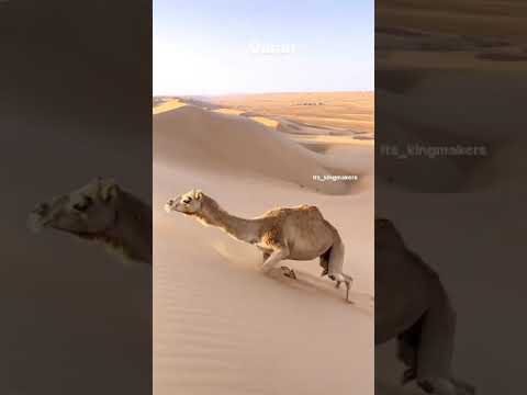 mashallah # please don’t remove my video # please sport mashallah # please don’t remove my video # please sport