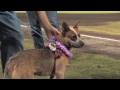 Maui Humane Society Na koa ikaika Maui Baseball 08/07/10