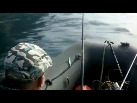 рыбалка в крыму 2016 донузлав рыбалка в крыму 2016 донузлав