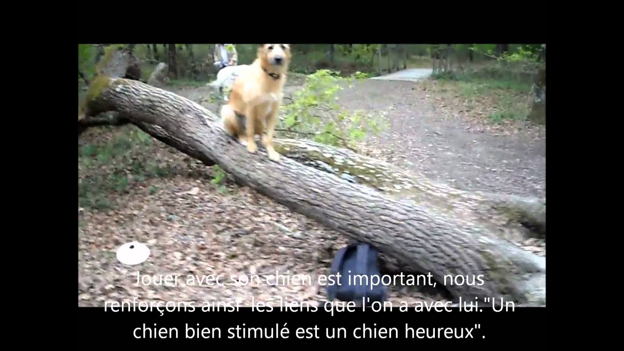 Cours collectif éducation canine dressage chiens toulouse Cours collectif éducation canine dressage chiens toulouse