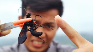Test Sengatan Tawon Pembunuh Tarantula Raksasa Stung By A Tarantula Hawk