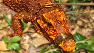 The Rarest Orange Crocodiles On Earth Discovered
