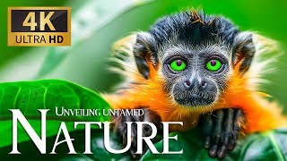 Unveiling Untamed Nature 4K 🐾 Discovery Relaxation Amazing Wildlife Movie With Relaxing Piano Music