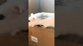 I Know Its Not Really Good But Its Hard To Film Snoepie This Time