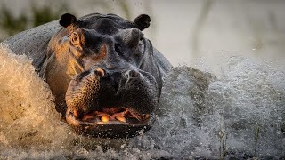 Бегемот - Самое Агрессивное Животное Африки. Бегемот Против Носорога Реальный Бой!