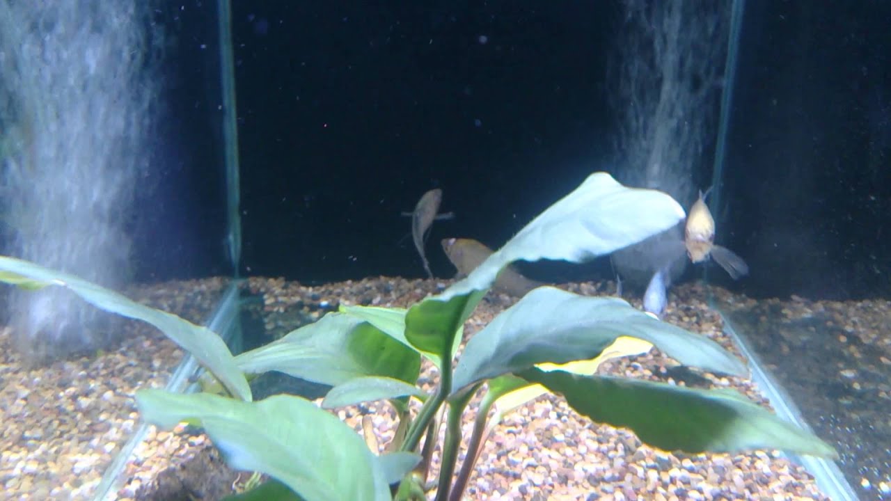 About bacterial infections on fish YouTube