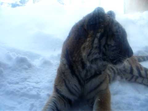 2011北海道スキー旅行：旭山動物園（トラ②）