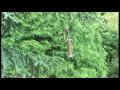 Squirrel Fall Video