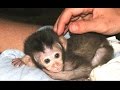 Baby Monkey - A Funny And Cute Baby Monkey Videos Compilation || NEW HD