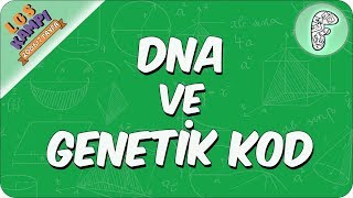DNA ve Genetik Kod | 2020 LGS Kampı