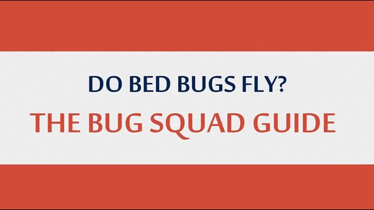 Do Bed Bugs Fly? The Bug Squad Guide - YouTube