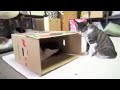 Cat prety break the box