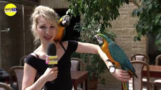 INFO TV BRNO - Papouščí ZOO Bošovice