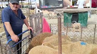 Maştağa Qoyun Bazarı