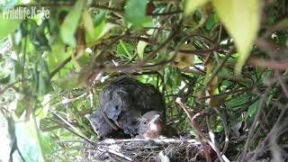 April 11th Stretching preening