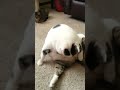 Fat cat trying to clean himself