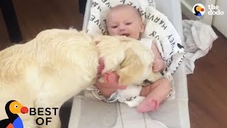 Animal Videos That Will Make You Happy Funny & Cute Animals 2018 Best Of The Dodo