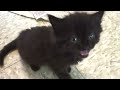 Black Cats Rule! - Funny Cute Compilation