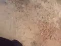 الساعدي