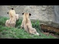 Kya's cubs venture outside with the family