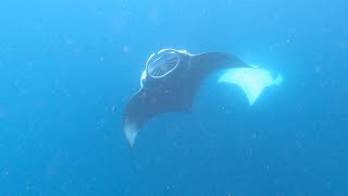 Manta rays at Vilamendhoo Island Resort & Spa : snorkeling in the Maldives [4K]