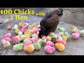 100 Colorful Chicks With One Aseel Hen - Hen Hatched 100 Eggs to Colored chicks