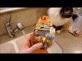 Ragdoll Cats vs. Zuru Robo Fish - Robo Fish Toy - Robofish - ねこ - ラグドール - Floppycats