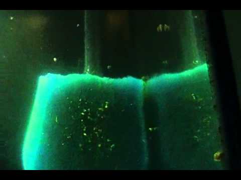 This is my 55 gallon guppy tank. I have two female guppies that just popped ... This is my 55 gallon guppy tank. I have two female guppies that just popped ...