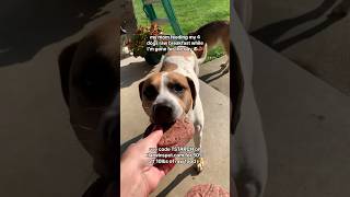 My Mom Feeding My 4 Dogs Raw Breakfast While Im Gone For The Day