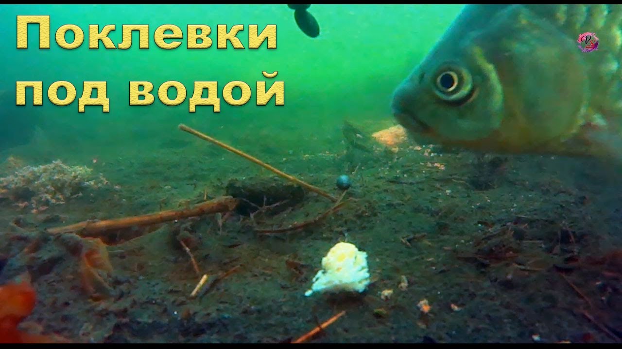 видео клев рыбы под водой видео клев рыбы под водой