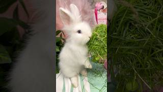 Fluffee The Sweetest Snowball Bunny Youll Ever Meet