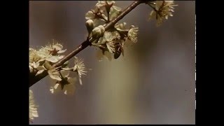 Watch Kid Cudi Fuchsia Butterflies video