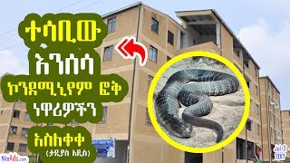 Ethiopia: ተሳቢው እንሰሳ (እባብ) ኮንደሚኒየም ፎቅ ነዋሪዎችን አስለቀቀ - Sneak in A.A Condo Buildings
