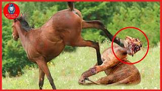 23 Painful Moments When Predators Attack Wild Horses And This Is The Price To Pay Animal Fight