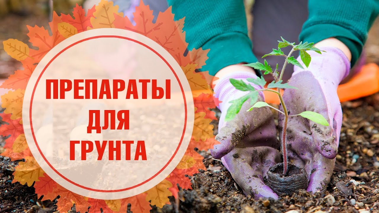 Чем обработать землю для рассады 736