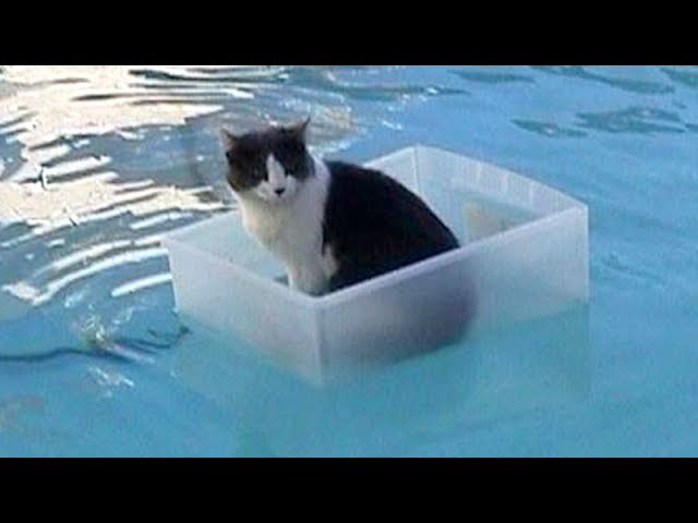 Play this video CATS will make you LAUGH YOUR HEAD OFF - Funny CAT compilation